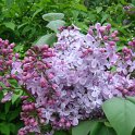 Syringa vulgaris (2)
